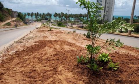 Prefeitura de Maceió inicia plantio de árvores em canteiro da Rota do Mar
